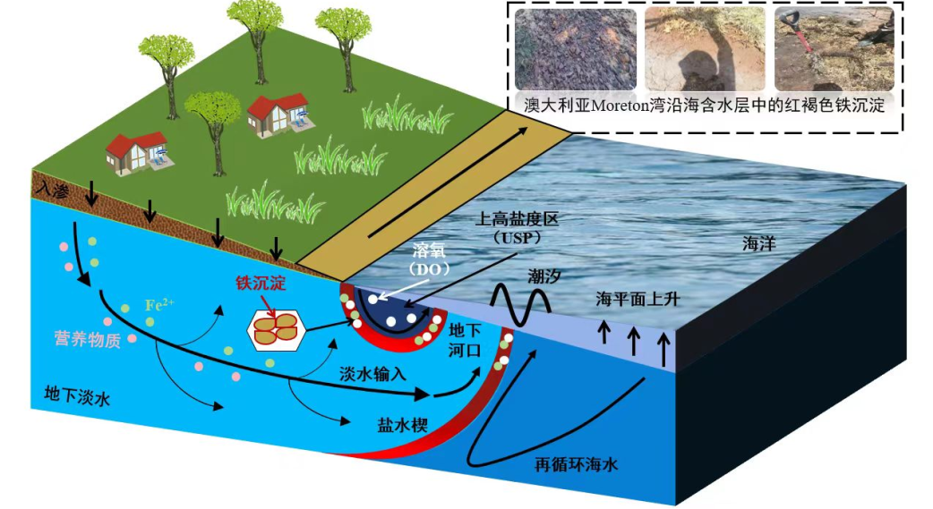 沿海含水层水动力与铁的水文地球化学过程研究新进展